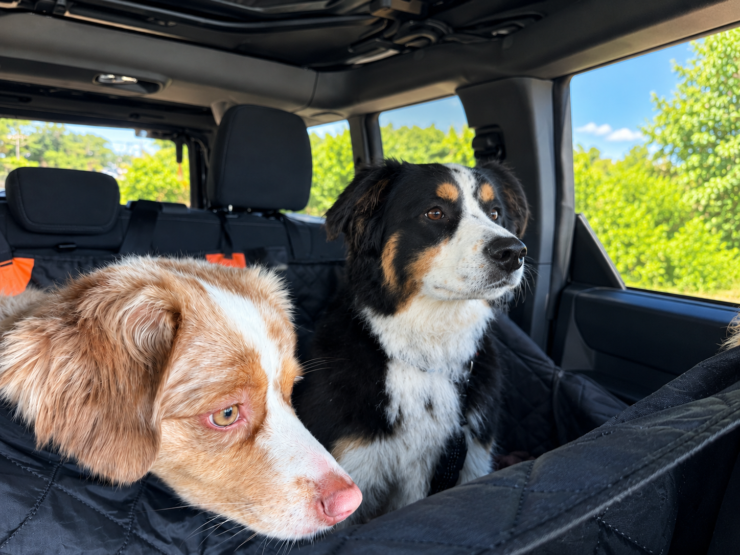 The dogs on the road trip