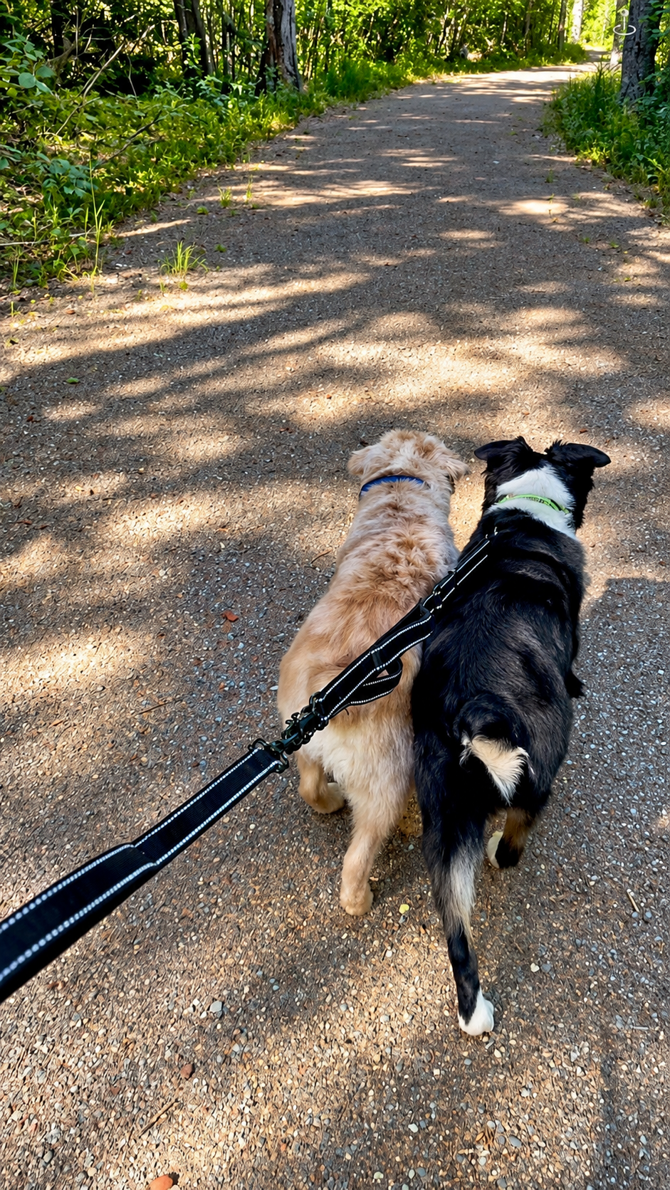 Two dogs walking together on a shaded wooded trail on Campobello Island
