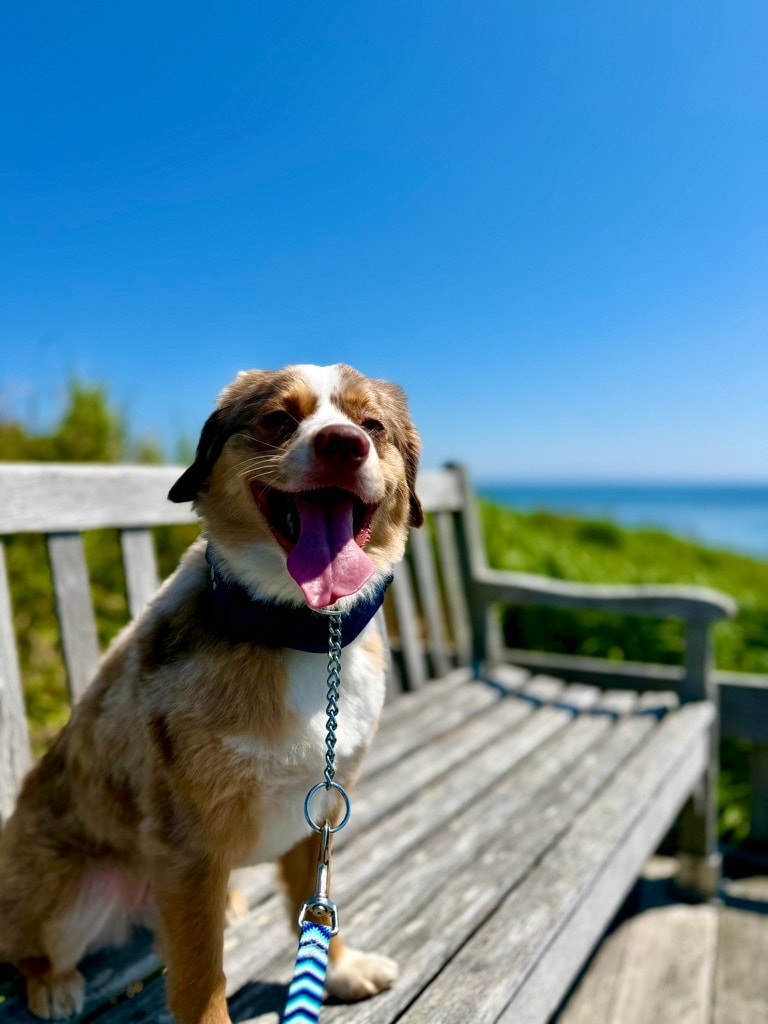 Chloe sitting happily on a seaside bench with an ocean view