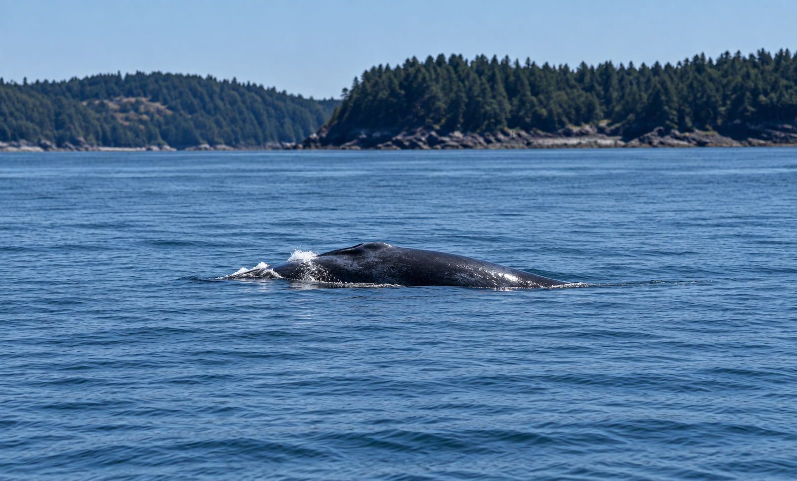 Whale surfacing in blue coastal water near a forested shoreline