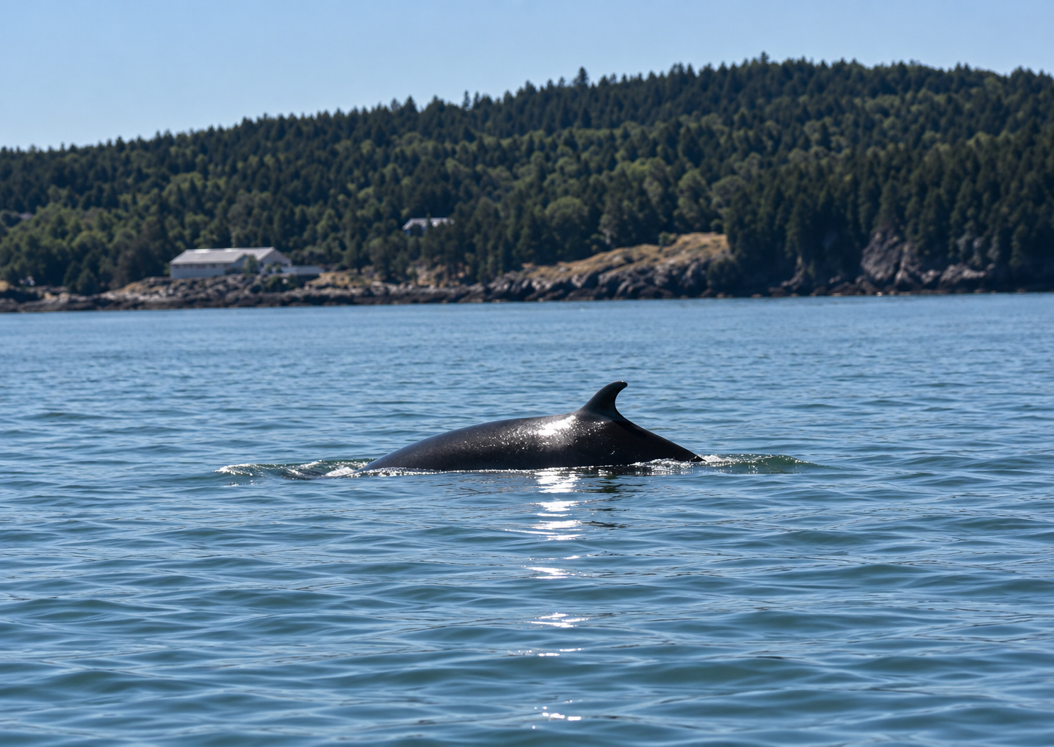 Whale surfacing in calm coastal water beside a forested shoreline