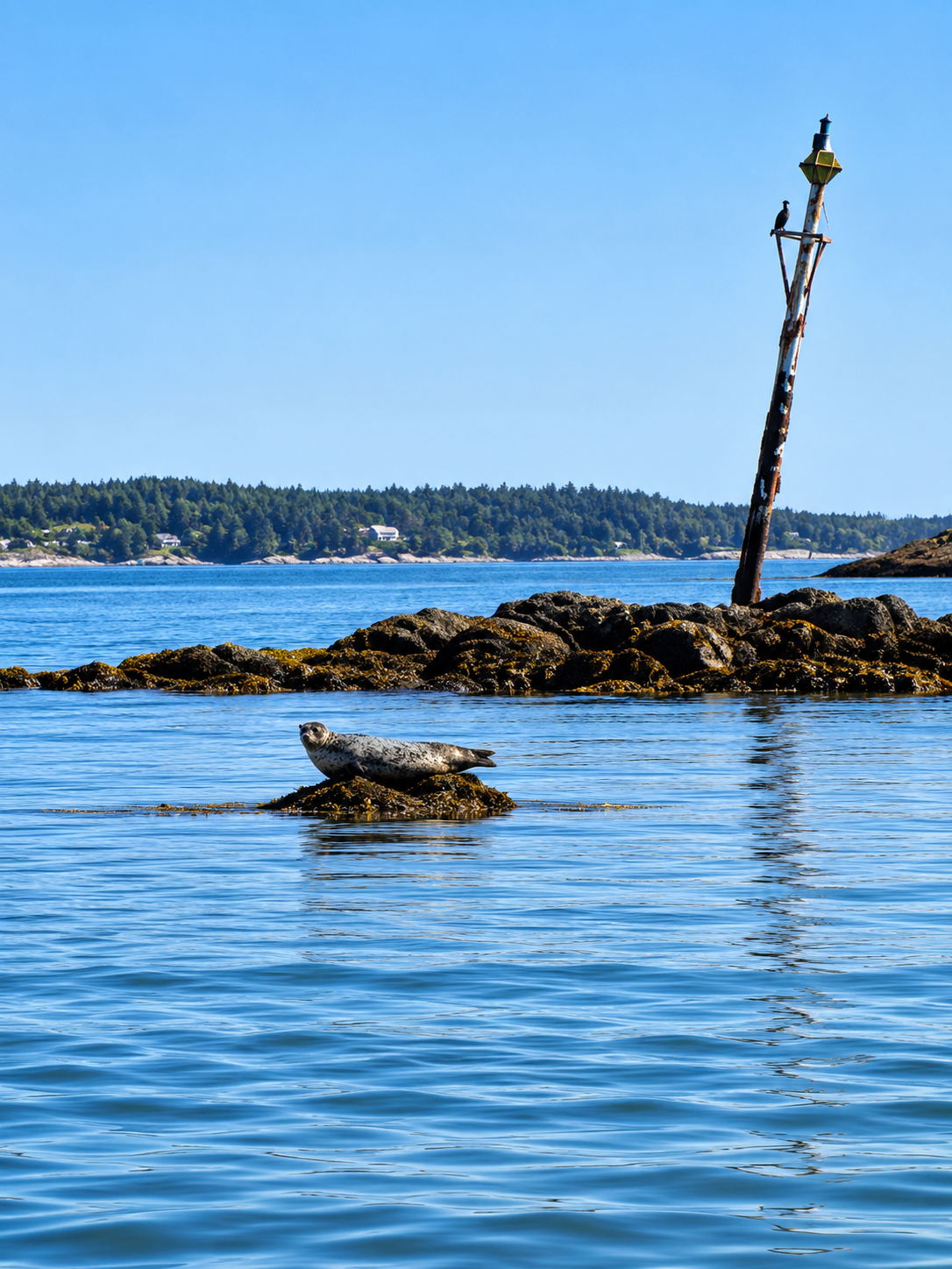 Harbor seal resting at a channel marker above blue coastal water