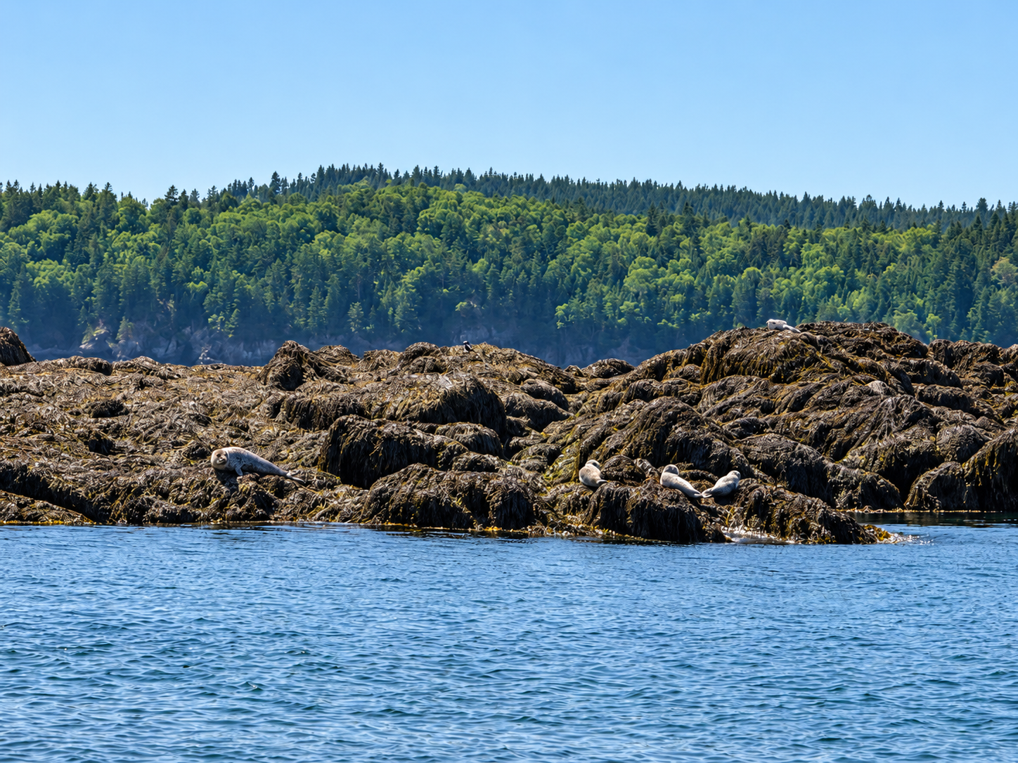 Harbor seals resting on a rocky coastal shoreline