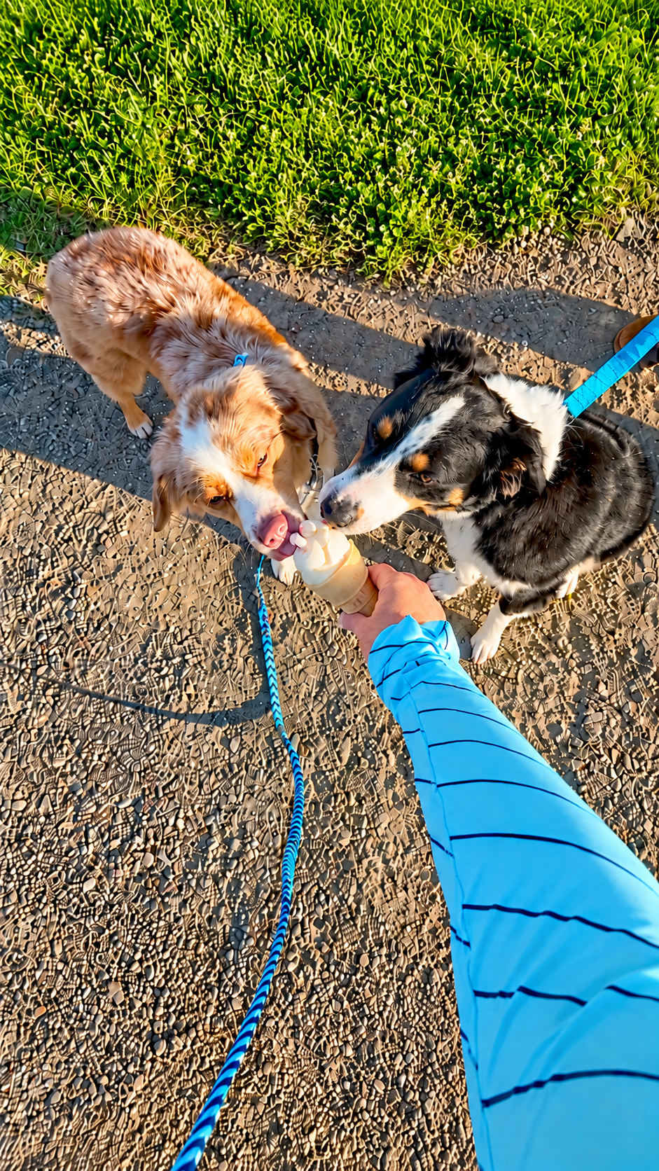 Two dogs sharing vanilla ice cream on a sunny Maine walk