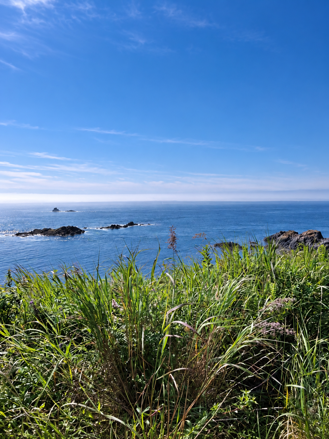 Rocky ocean shoreline viewed through tall coastal grasses