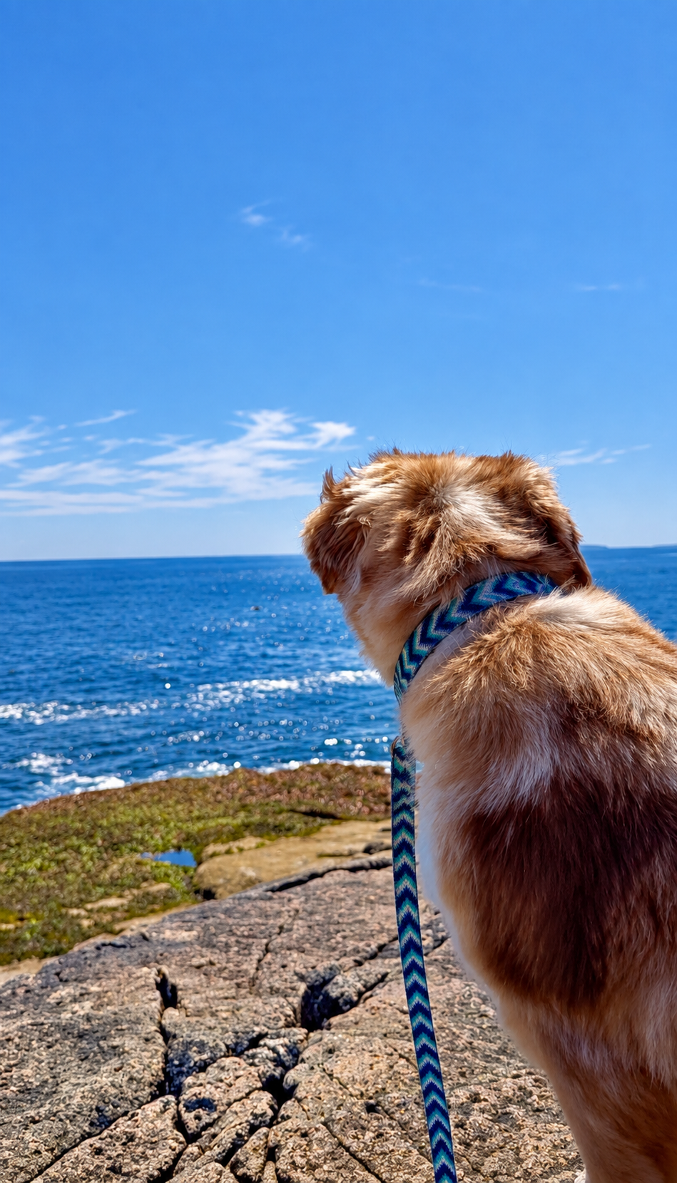 Chloe sitting on rocky shoreline and looking out over the Atlantic Ocean