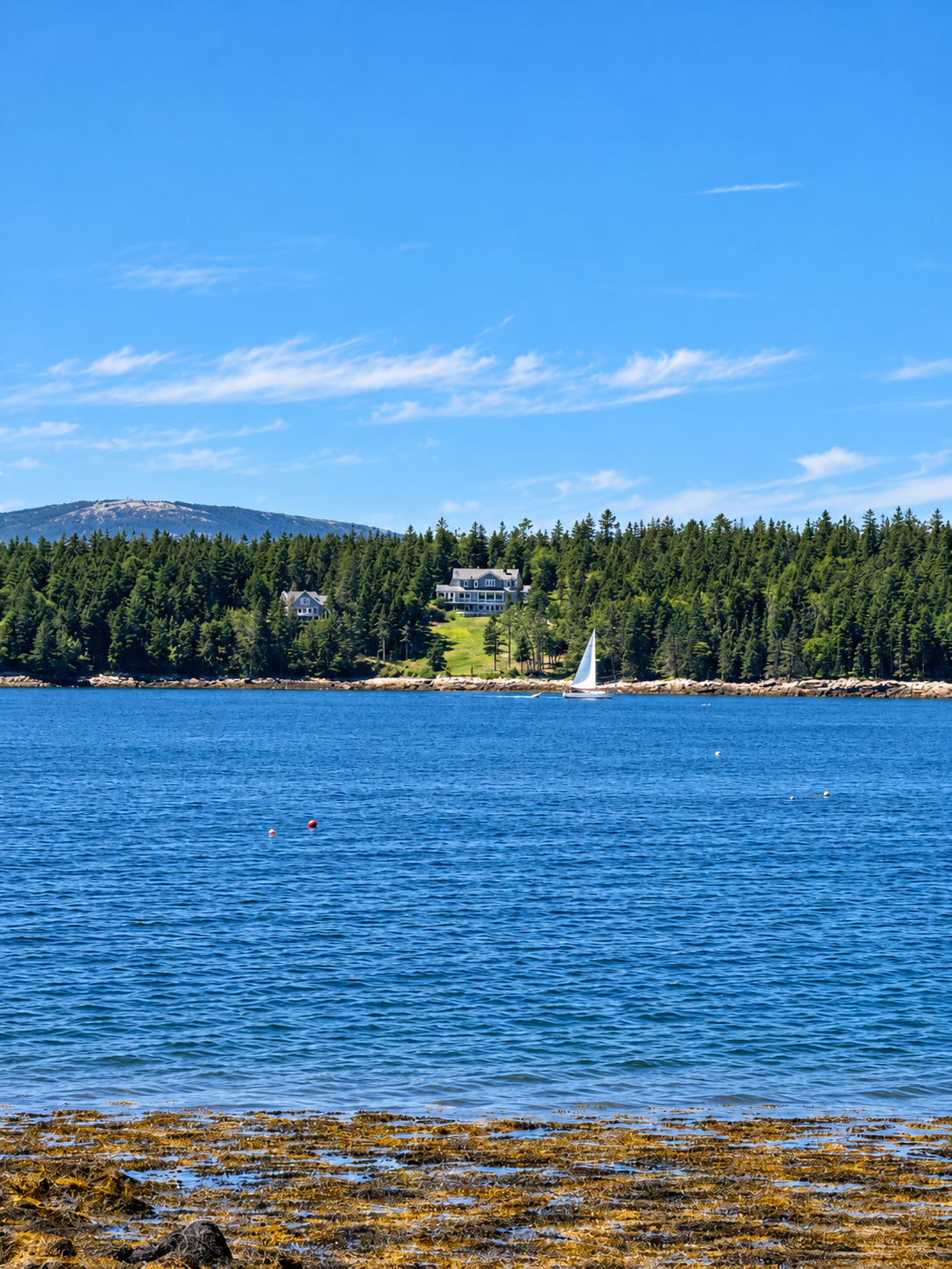 Sailboat passing a forested shoreline near Schoodic Peninsula