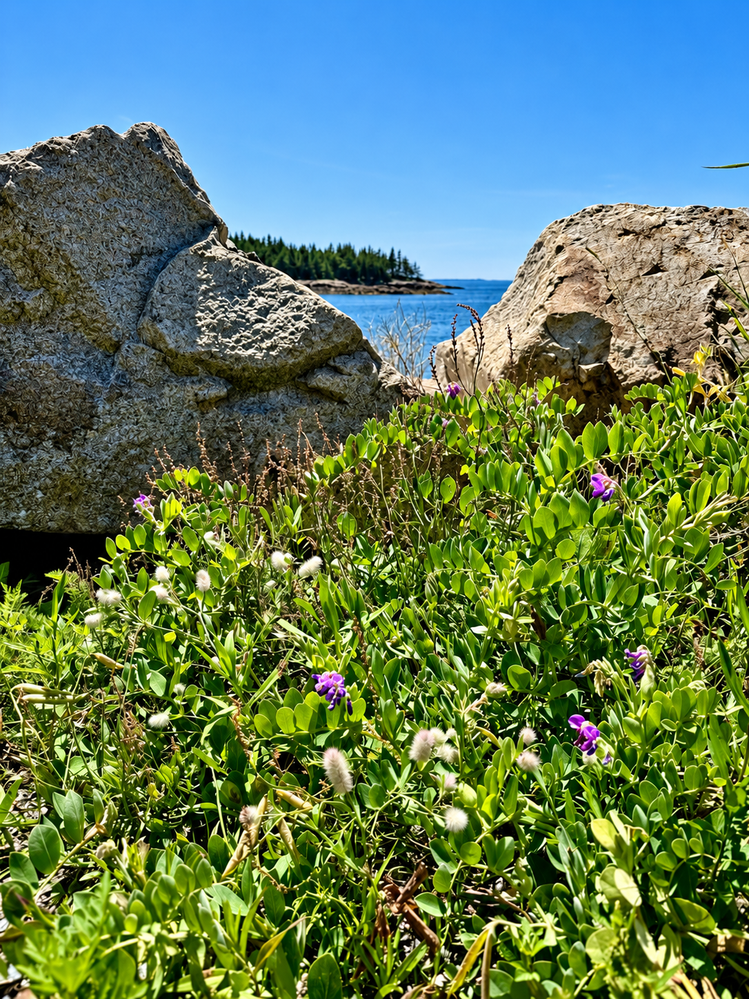 Wildflowers blooming on rocky coastal landscape at Schoodic Peninsula